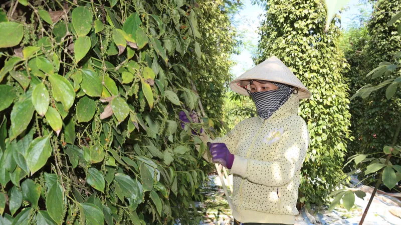 Xuất khẩu nông sản khởi sắc