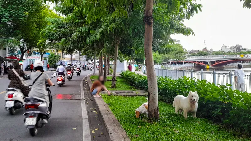 Mối lo từ chó thả rông