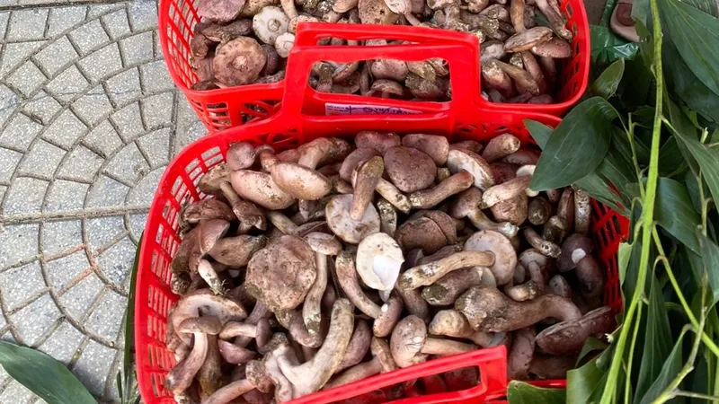 Nấm tràm Huế - lộc của trời