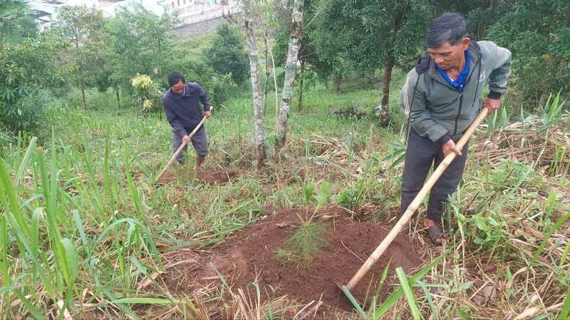Nỗ lực trồng rừng ở Bắc Tây Nguyên