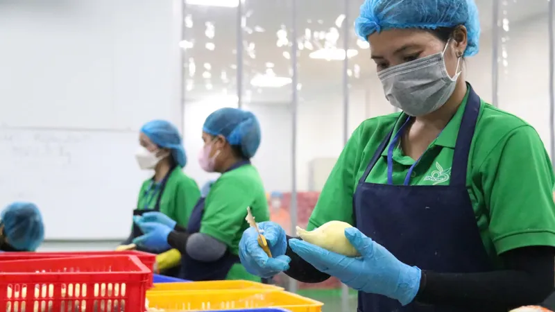 Trung Quốc mở rộng 2.700ha sầu riêng ở đảo Hải Nam không ảnh hưởng thị phần sầu riêng Việt Nam xuất khẩu 