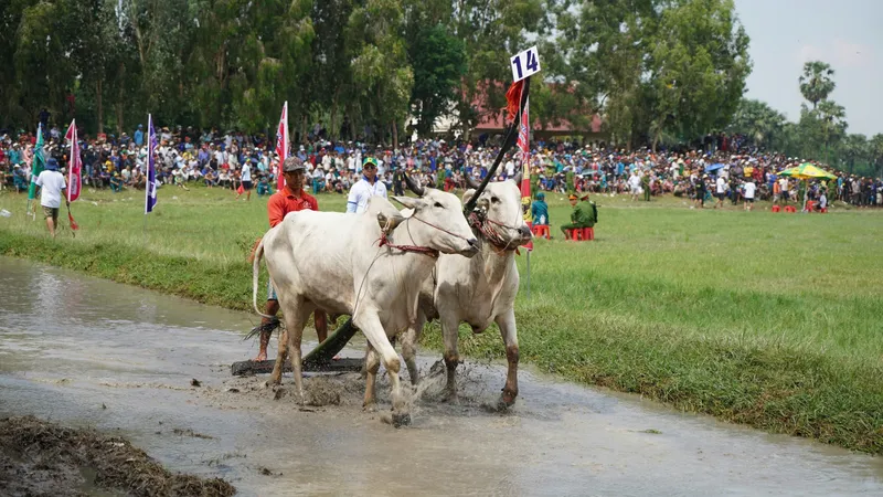 Công ty CP Phân bón Bình Điền đồng hành cùng Hội đua bò Bảy Núi tỉnh An Giang