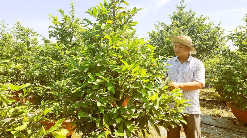 Nhà vườn ở TPHCM tất bật vụ hoa tết