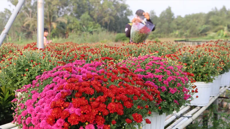 ĐBSCL: Hoa mai, cúc mâm xôi Hàn Quốc nở sớm do thời tiết lạnh, mưa trái mùa