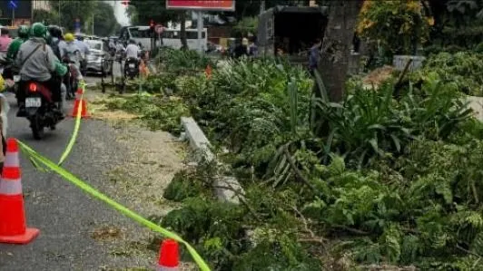 Phản hồi bài "Làm mới vỉa hè, bức tử cây xanh": Rà soát lại toàn bộ cây xanh bị xâm hại, kiến nghị xử lý nhà thầu vi phạm 