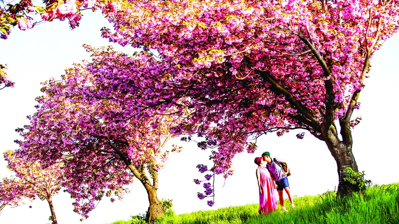 Muôn sắc hoa xuân châu Âu
