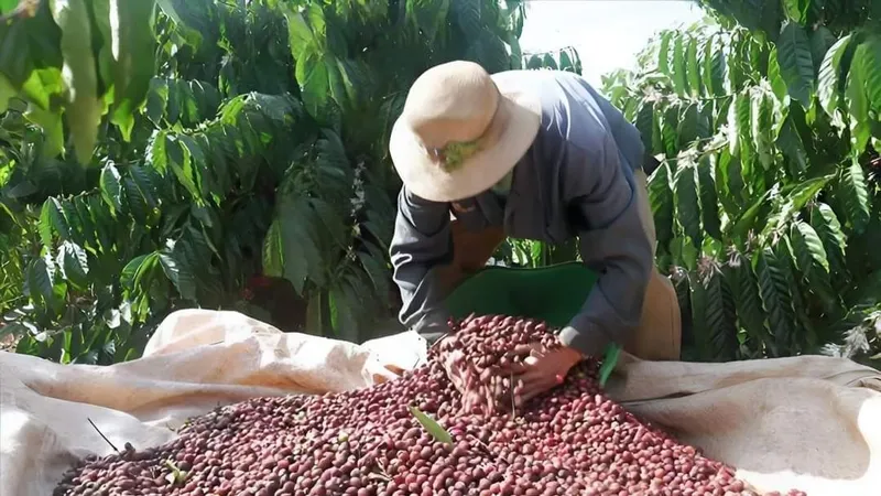 Việt Nam đạt kim ngạch xuất khẩu cà phê 3,3 tỷ USD