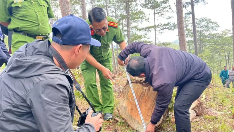 Lâm Đồng: Khen thưởng 1 tập thể, 6 cá nhân có thành tích đột xuất trong phát hiện vụ cưa thông