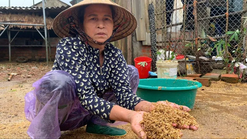 Lúa mùa của người dân ở huyện Cẩm Xuyên vừa thu hoạch chưa kịp dọn đã bị nước lũ làm ngập ướt 