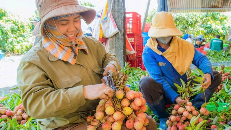 Vải Đắk Lắk được mùa, được giá