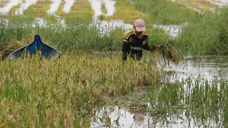 Cà Mau: Khẩn trương tiêu úng, cứu gần 2.000ha lúa bị ngập