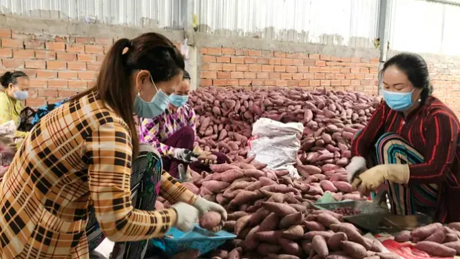 Vĩnh Long: Diện tích trồng khoai lang giảm