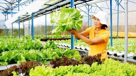 Dự báo nguồn cung lúa gạo, rau xanh và trái cây năm 2026 vẫn đảm bảo