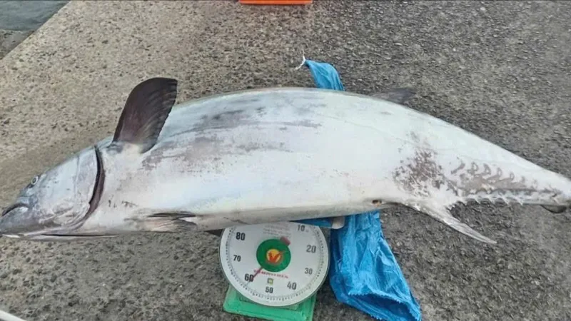 Lâm Đồng: Ngư dân câu được cá thu ngàn nặng gần 60kg