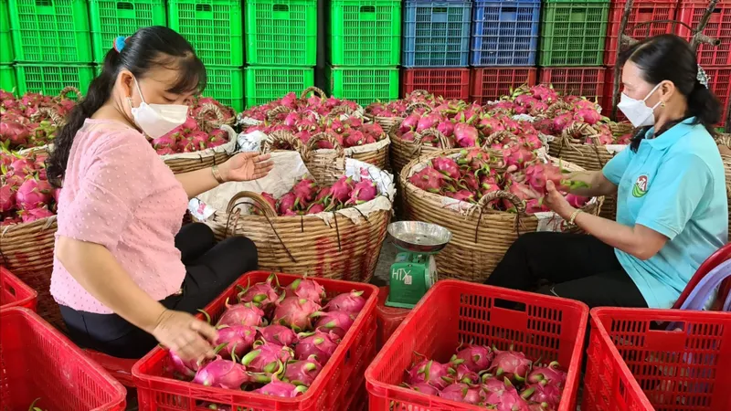 Đồng Tháp nỗ lực mở rộng vùng trồng thanh long xuất khẩu