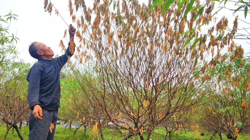 Hà Tĩnh: "Thủ phủ" đào phai lo... mất tết