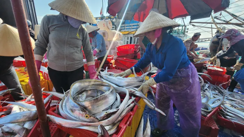 Một tàu của ngư dân 2 lần trúng đậm hàng tấn cá hố