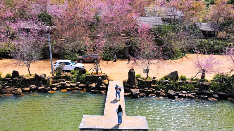 Sắc hoa anh đào "nhuộm hồng" Măng Đen