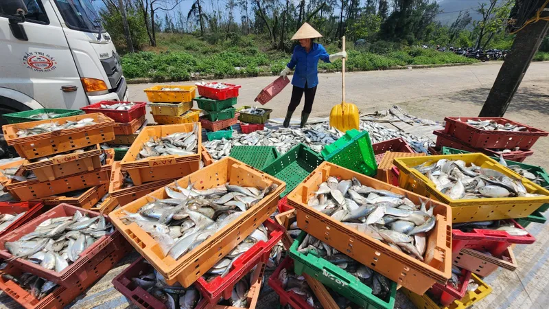 Ngư dân Hà Tĩnh liên tiếp trúng đậm cá mòi và cá trích biển