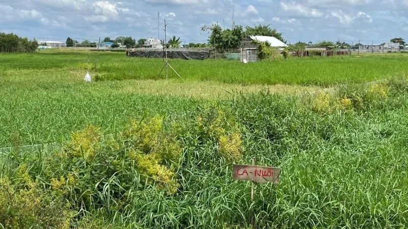 Khoảng lùi... xây nhà