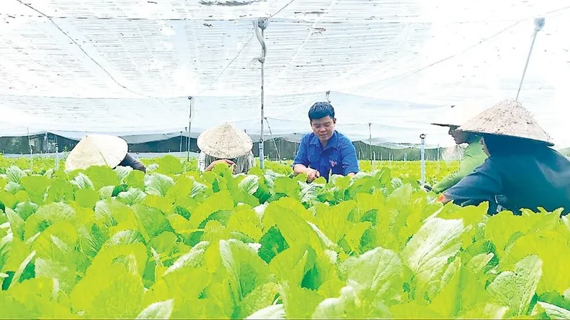 Năm 2026, mỗi địa phương đào tạo nghề ít nhất 50 lao động nông thôn