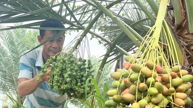 Trồng chà là trên vùng biên, nông dân thu tiền tỷ mỗi vụ
