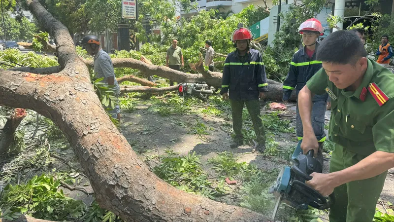 Khánh Hòa: Nhánh cây xanh gãy, đè người đi xe máy bị thương nặng