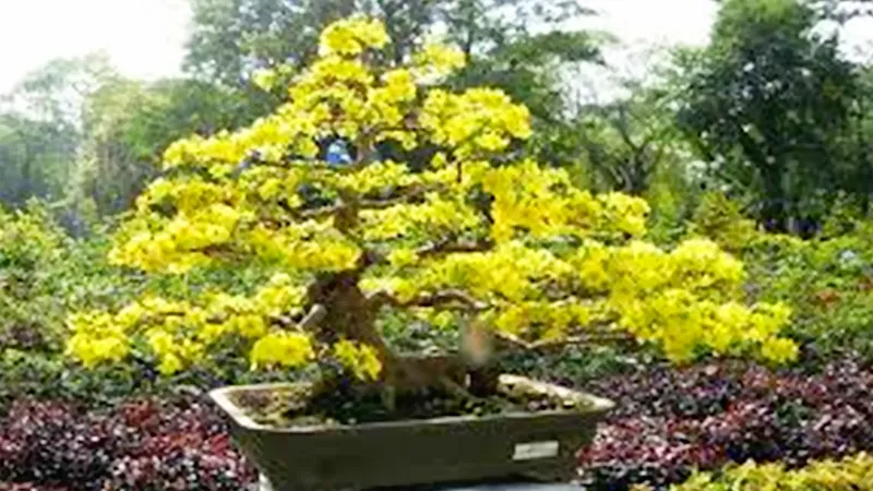 Chuyển đổi đất lúa sang trồng hoa kiểng.