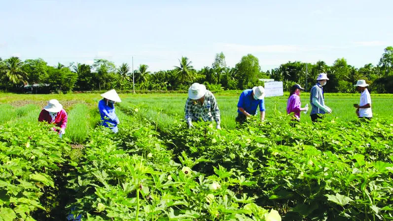26 sinh viên từ 8 quốc gia trong khu vực châu Á - Thái Bình Dương tìm hiểu phương thức canh tác nông