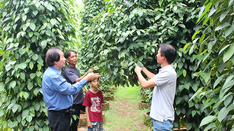 Khách tham quan vườn tiêu của ông Nguyễn Văn Quốc . Ảnh: TÔN PHÚC