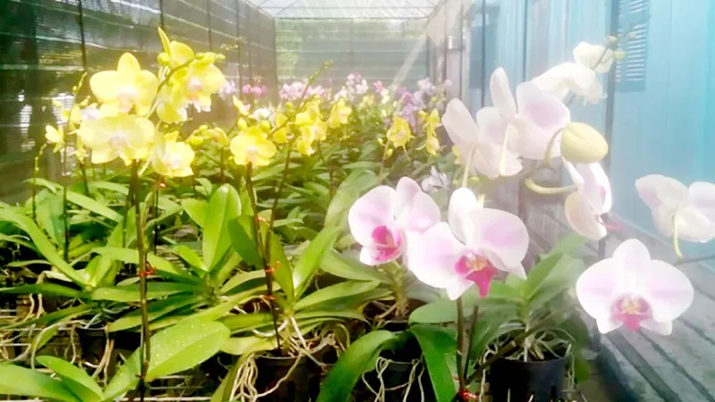 Vườn lan Hồ Điệp của anh Nhật