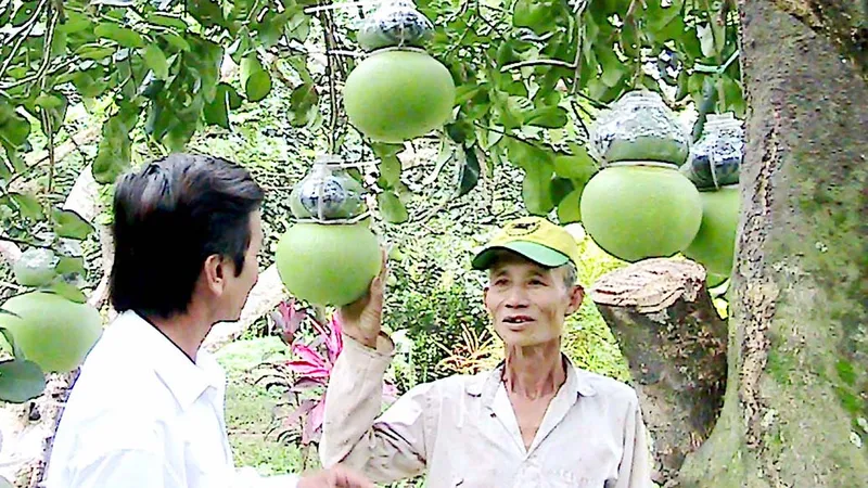 Mô hình trồng bưởi hồ lô ở Hậu Giang cho thu nhập cao . Ảnh: VĨNH TƯỜNG