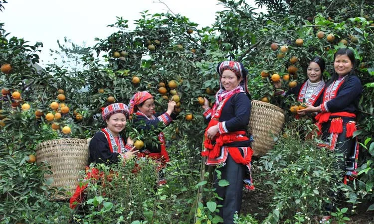 Đời sống của người dân Hà Giang ngày càng được cải thiện. Trong ảnh: Cam Sành Hà Giang