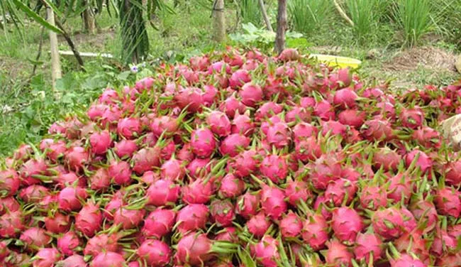 Sâu bệnh hoành hành, giá thanh long cao kỷ lục