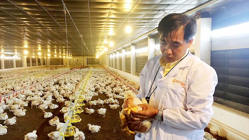 Nhân viên Công ty Bình Minh kiểm tra chất lượng gà của trại nuôi ở tỉnh Bà Rịa - Vũng Tàu