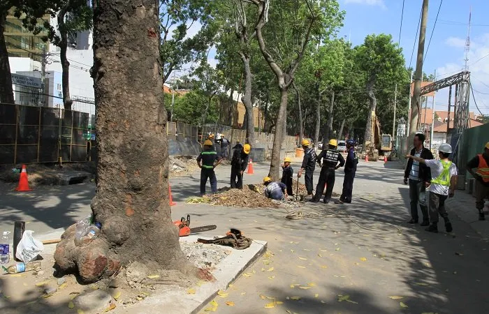 Di dời 14 cây xanh trên đường Tôn Đức Thắng
