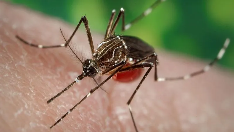 Muỗi Anophen là vật trung gian truyền ký sinh trùng gây bệnh sốt rét. Ảnh : CDC