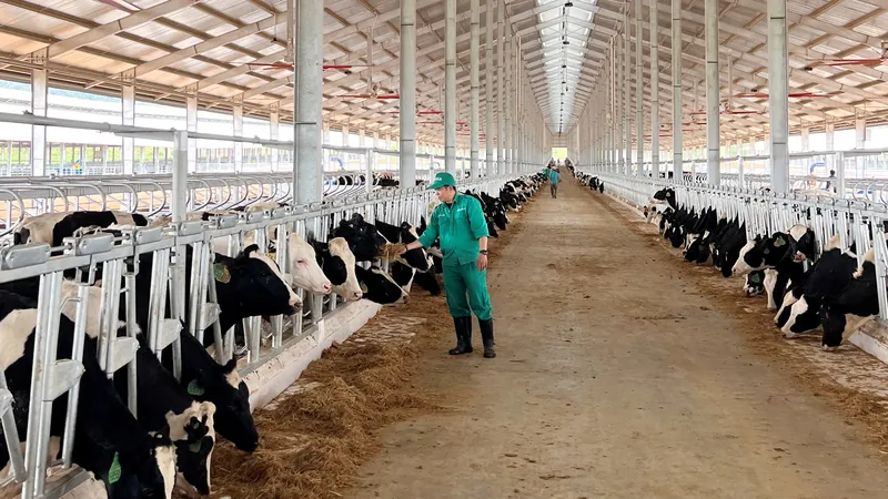 Vinamilk nhập khẩu 1.000 con bò sữa từ Mỹ cho trang trại xanh