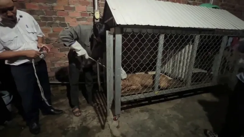 Gây mê chó Pitbull cắn chết cụ bà ở Bình Dương để xử lý
