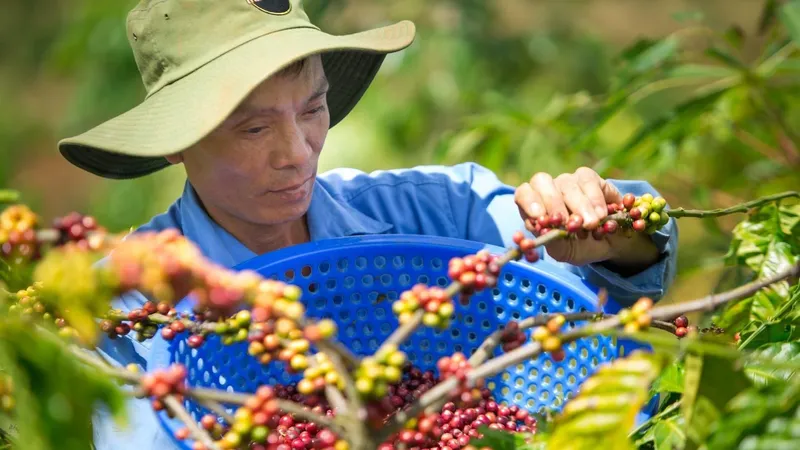 Thu hoạch cà phê chín - một trong những yêu cầu tham gia chuỗi liên kết giữa nông dân và Công ty Vĩnh Hiệp