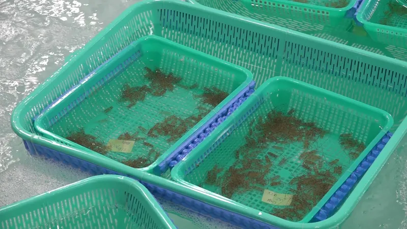 Khánh Hòa tiêu hủy gần 850.000 con tôm hùm giống không rõ nguồn gốc