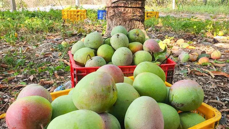 Xoài Úc Cam Lâm rớt giá kỷ lục, nông dân đứng trước nguy cơ thua lỗ