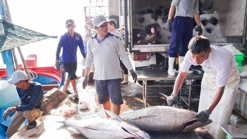 Khánh Hòa phát động thi đua cao điểm, quyết gỡ "thẻ vàng" IUU