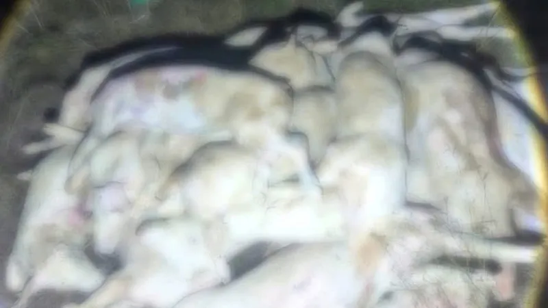 Khánh Hòa: Phát hiện cơ sở xẻ thịt hàng trăm con heo bệnh