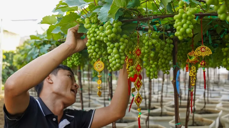 Nho cảnh Khánh Hòa đắt khách dịp Tết Nguyên đán