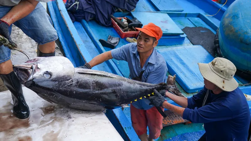 Ngư dân Khánh Hòa trúng đậm cá ngừ đại dương