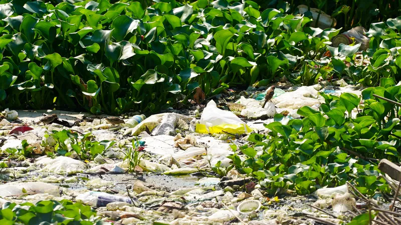 Sông Kim Bồng ở Nha Trang ô nhiễm nặng