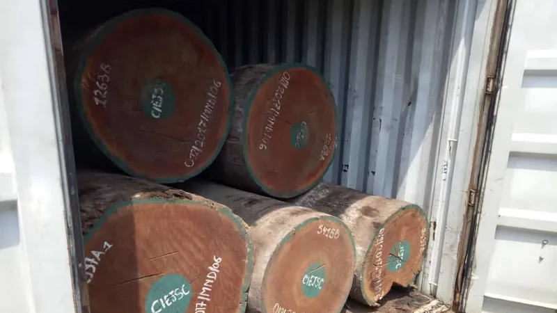 Vảy tê tê được ngụy trang trong các khúc gỗ. Ảnh: ĐAN NGUYÊN