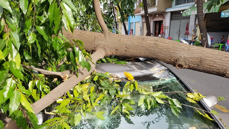Gió lớn, cây ngã, nhà tốc mái, nhiều người bị thương