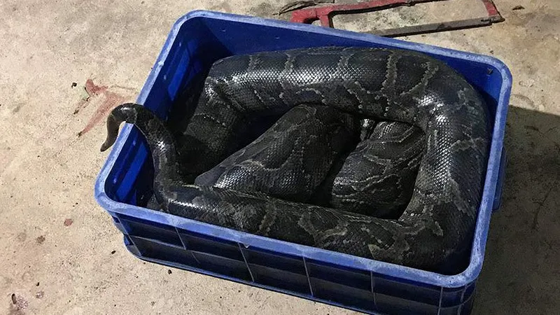 Thanh niên 20 tuổi nghi bị trăn nuôi siết chết ở Đồng Nai